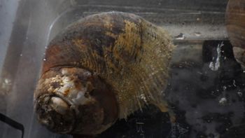 Media type: image;   Malacology 392696 Description: live specimen;